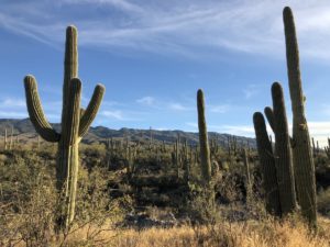 Saguaro Cactus